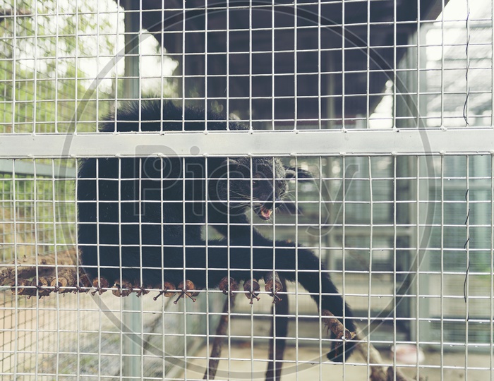 Black Mangoose In Cage  at Zoo
