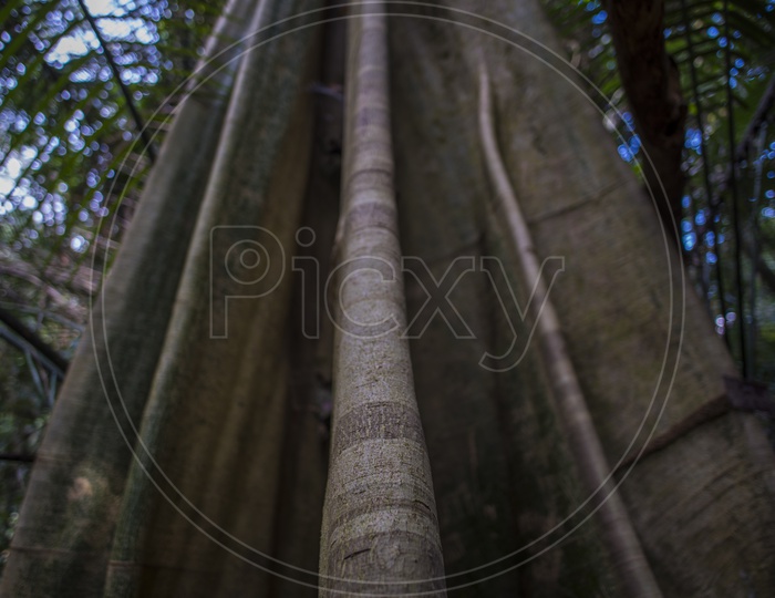 Close-up of huge tree trunk in tropical forest in Thailand national park