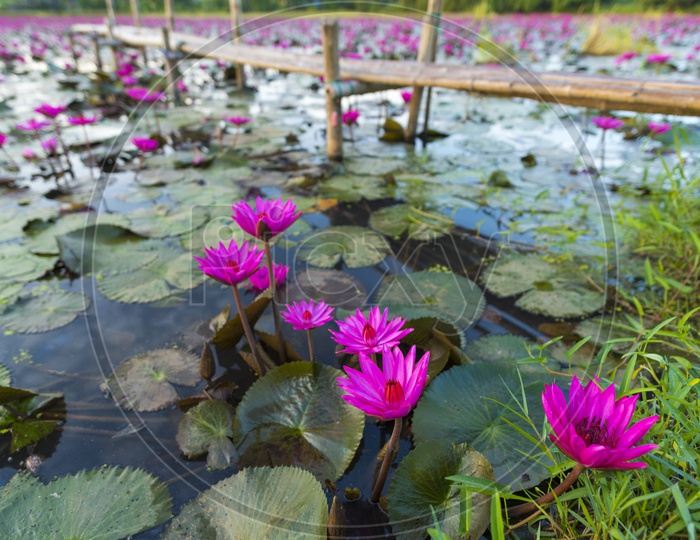 Lotus Flowers in Lake