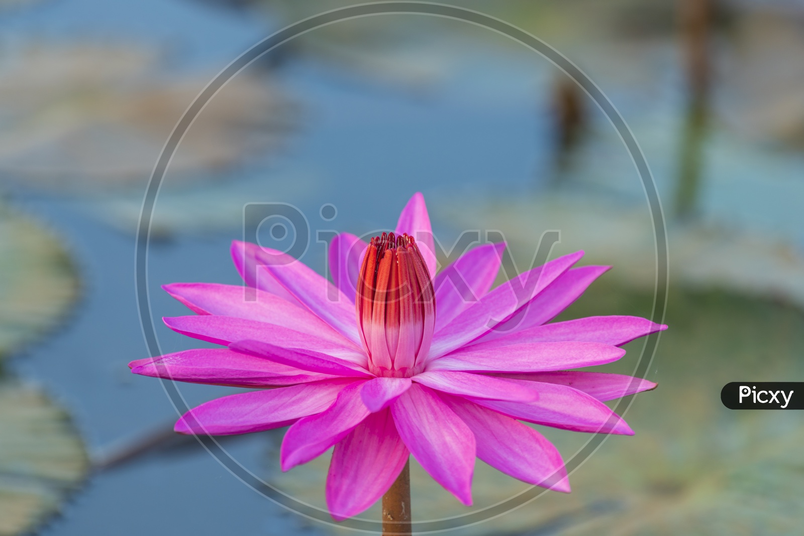Pink Lotus Flower Closeup Forming a Background