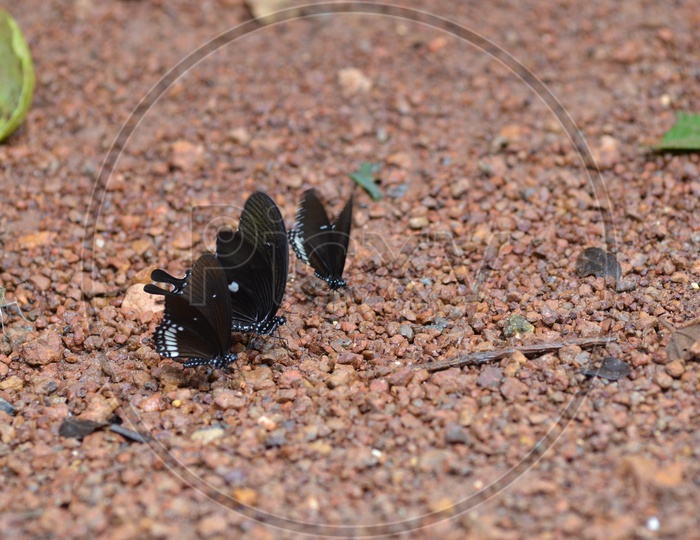 Butterfly species found in Thailand
