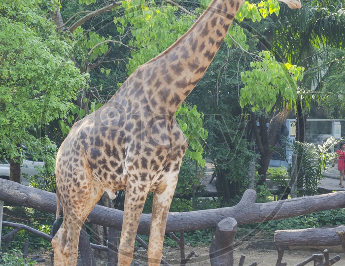 giraffe in a Zoo