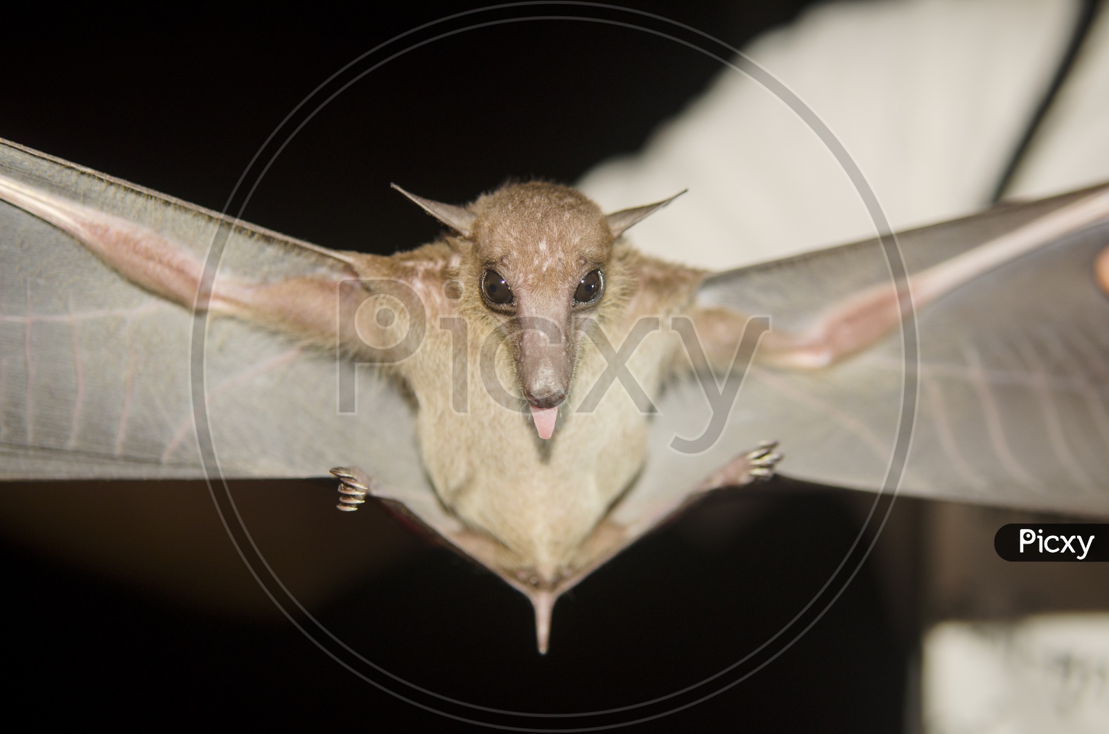 Bat Closeup in the field site for research