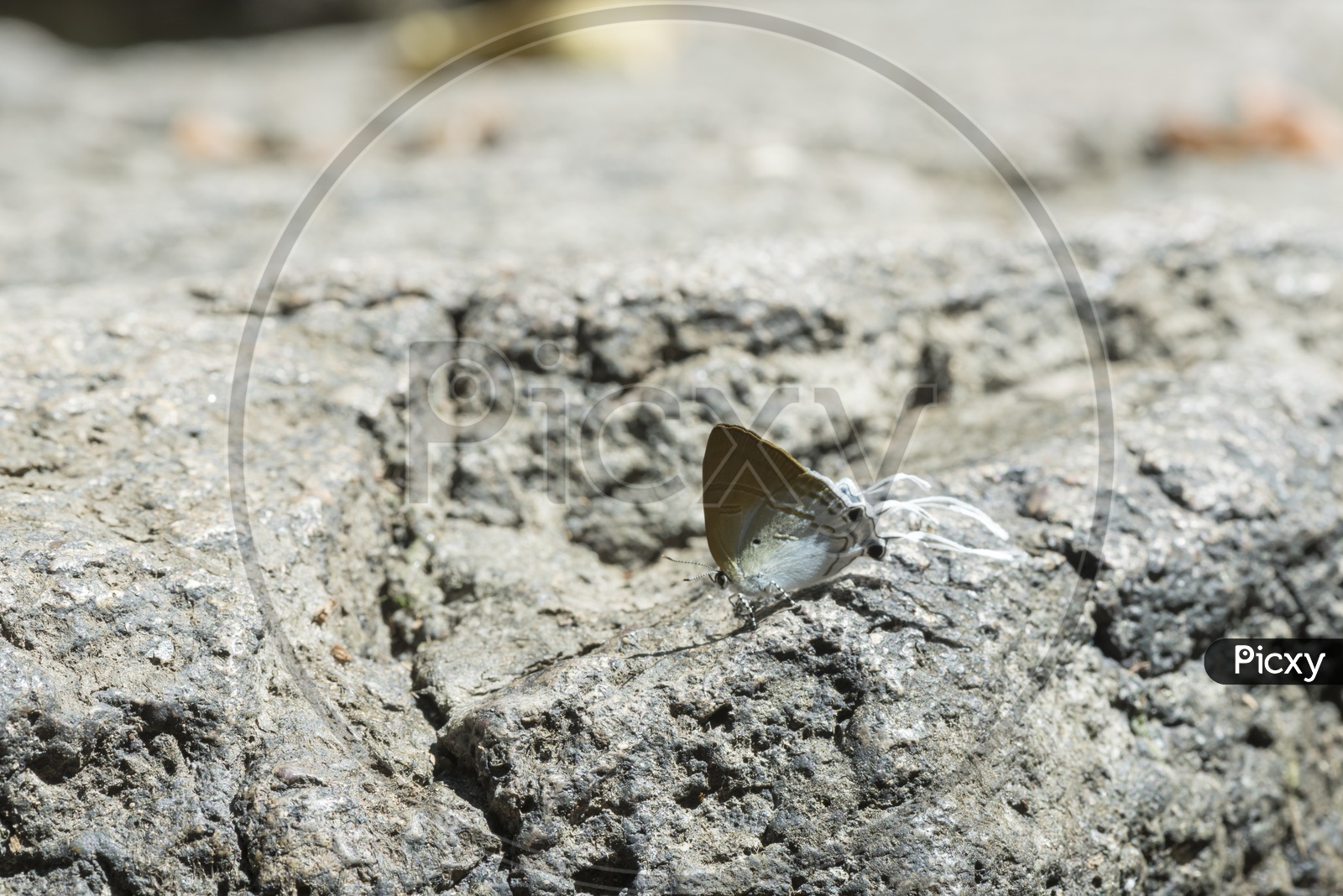 Butterfly on a Rock