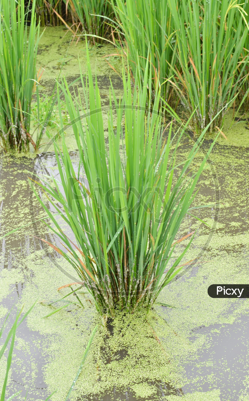 Rice Ears or Rice Spikelet  in Paddy Fields