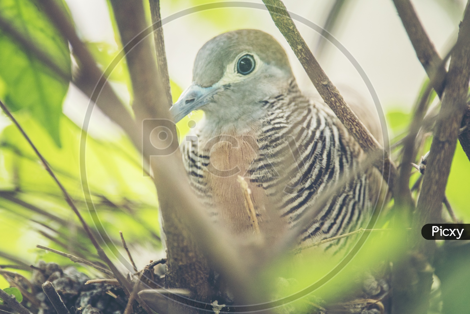 Dove Bird in Nest Closeup