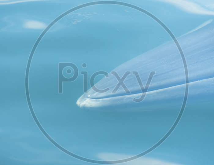 Bryde's Whale in Water Underwater Shot