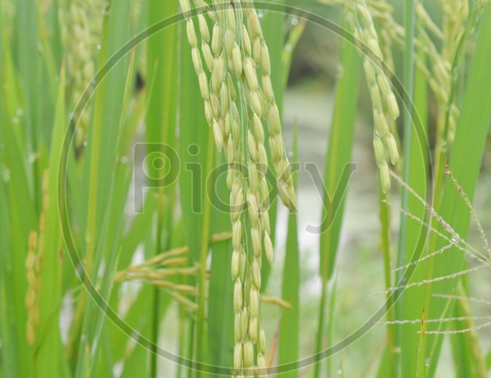 Rice Ears Or Spikelet Closeup In an Paddy Or Rice Agricultural Field Forming a background