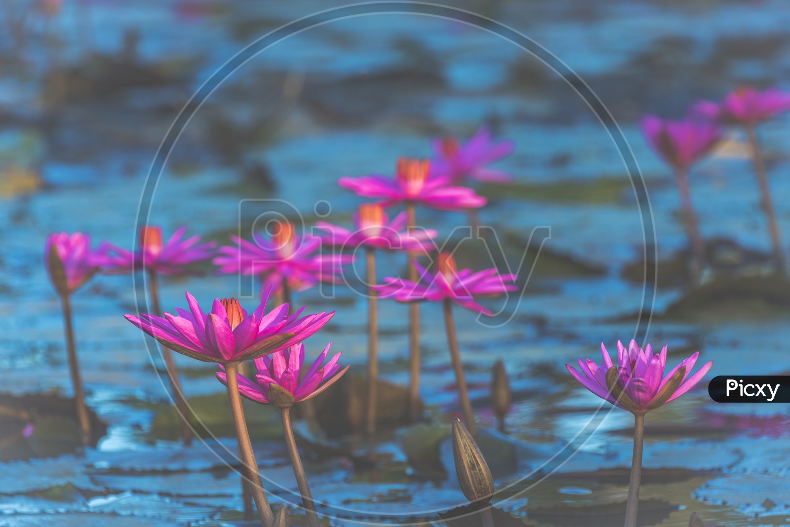 Pink Lotus Flowers in  a Tropical Lake Background