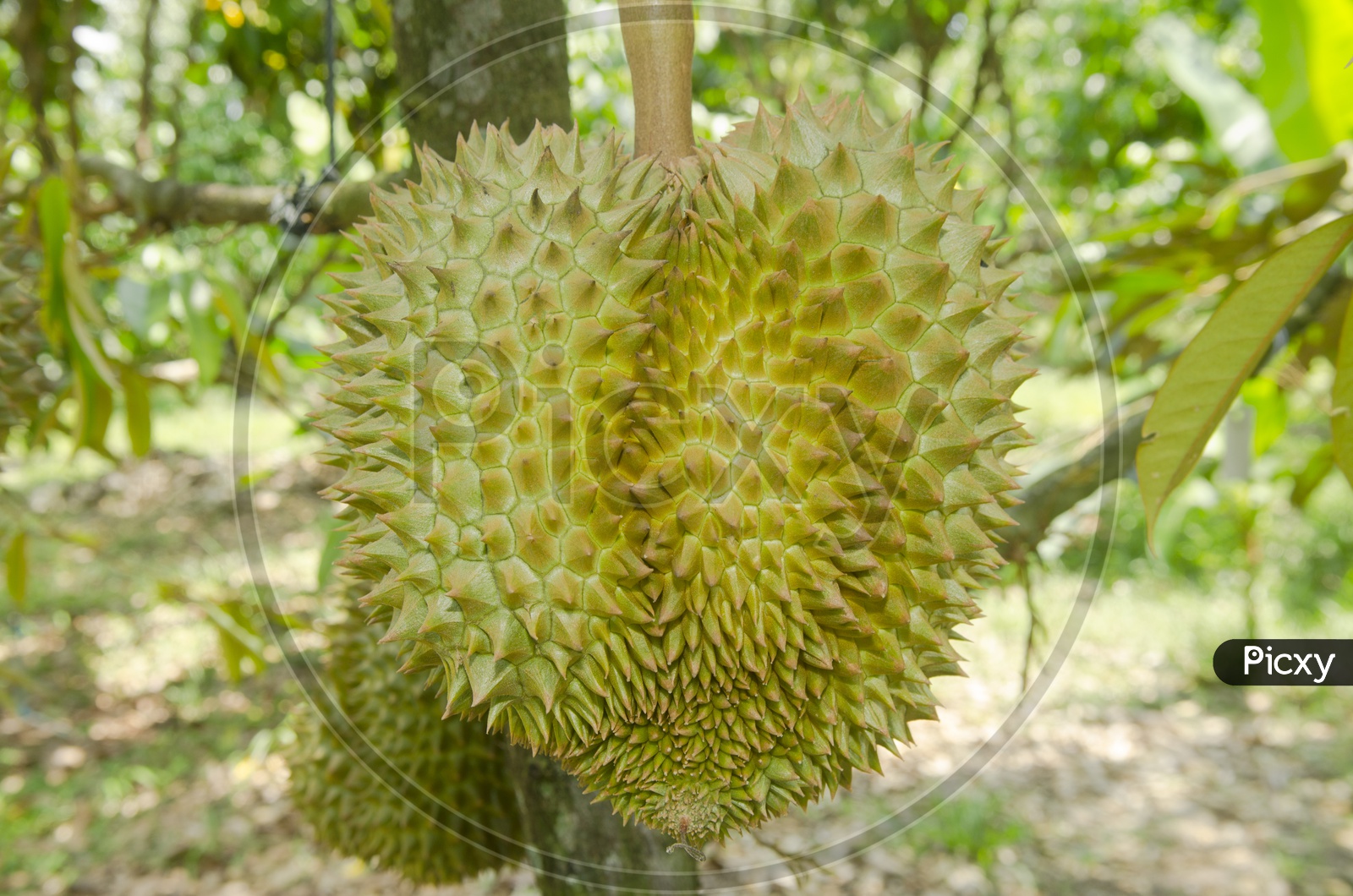 Closeup Of Fresh durian  Fruit Growing on its tree in orchard