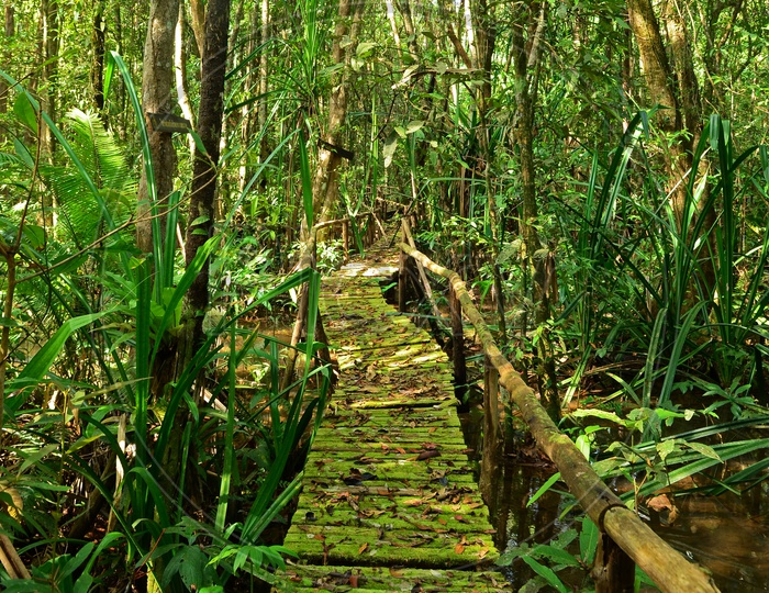 Boardwalk Through The Forest With a Green Algae Decay Bridge