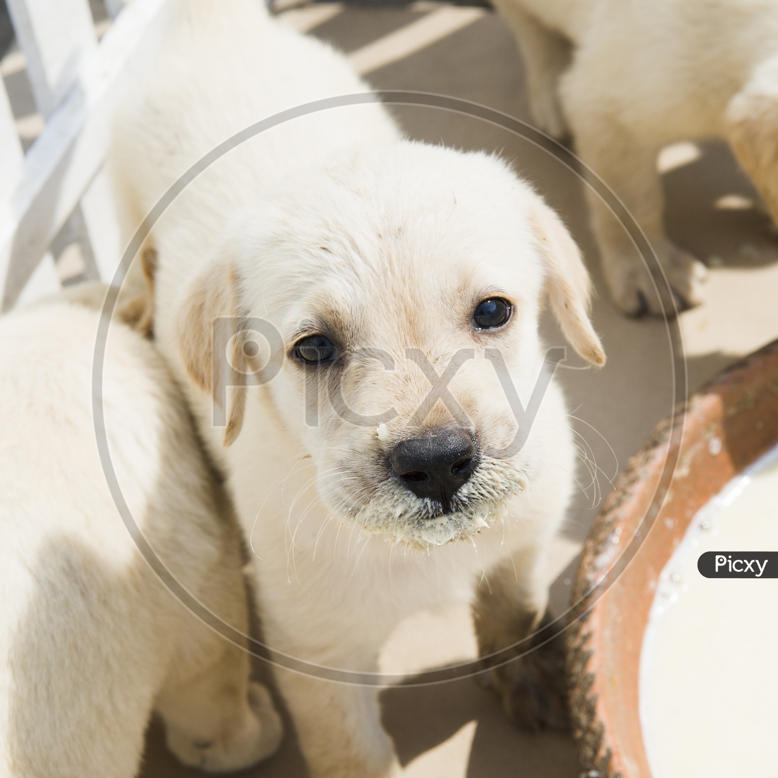 Golden retriever puppy dog