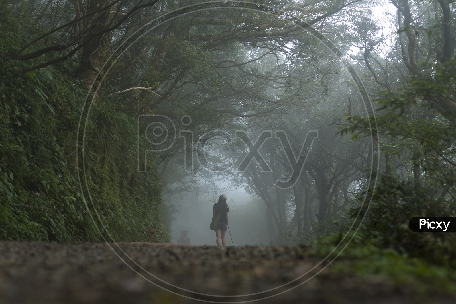 Lone Woman Enjoying The Walk In Fog Filled Pathways of Yangmingshan National Park, Taiwan