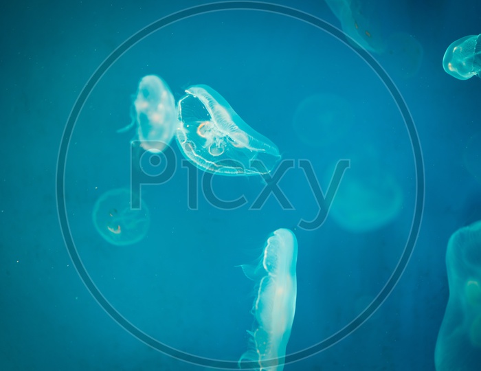 Sea Moon Jelly Fish In Blue Sea Water Background