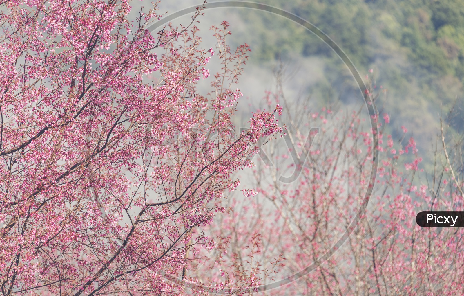 Branches of each tree with pink flowers