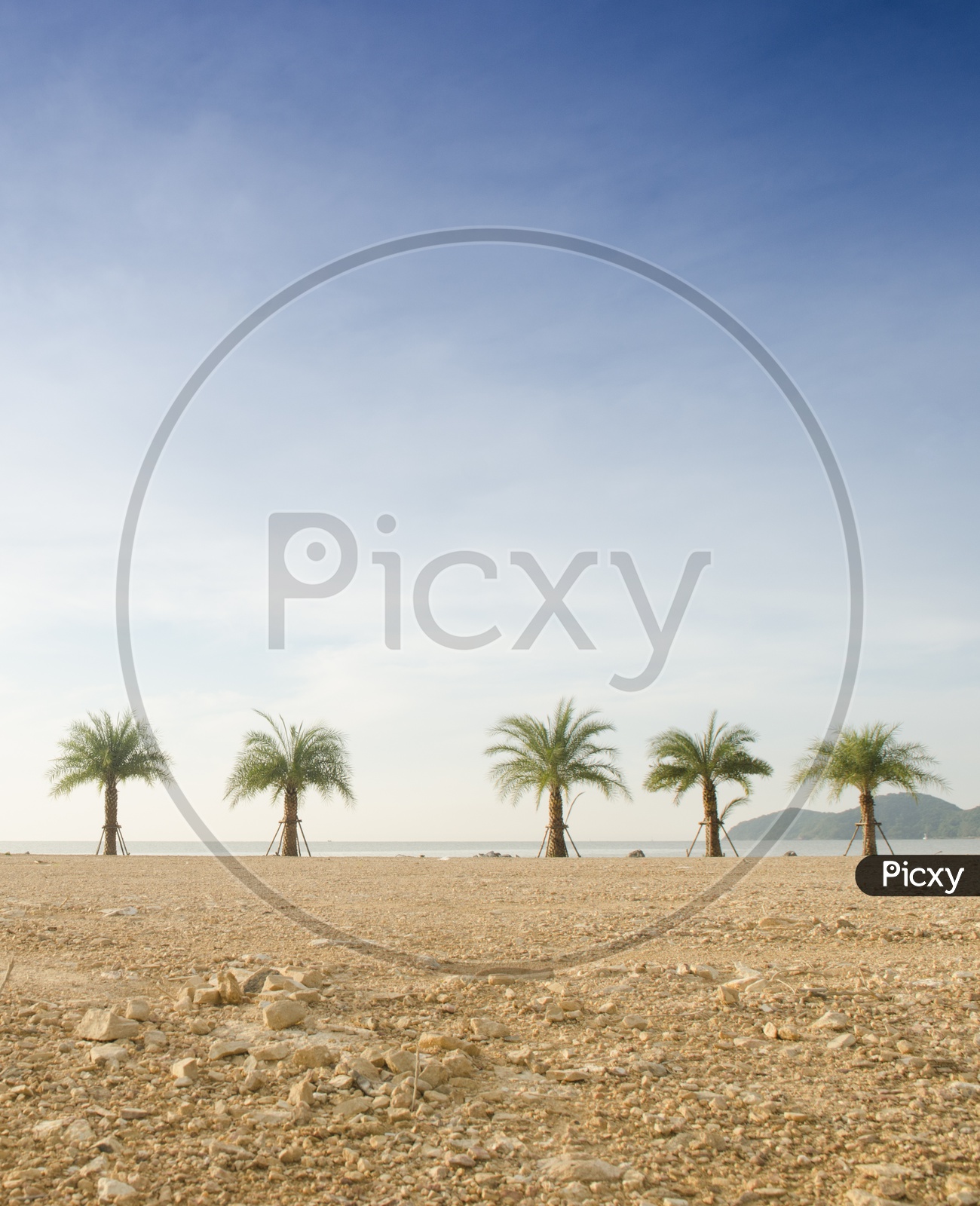 Palm Trees In a Beach Forming a Background