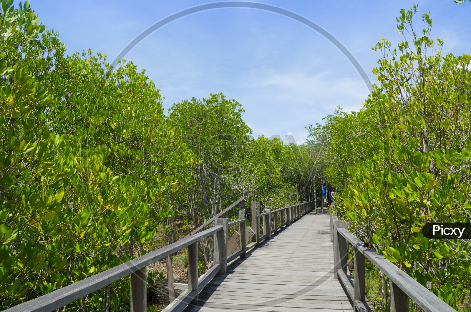 Wood path way among the Mangrove forest