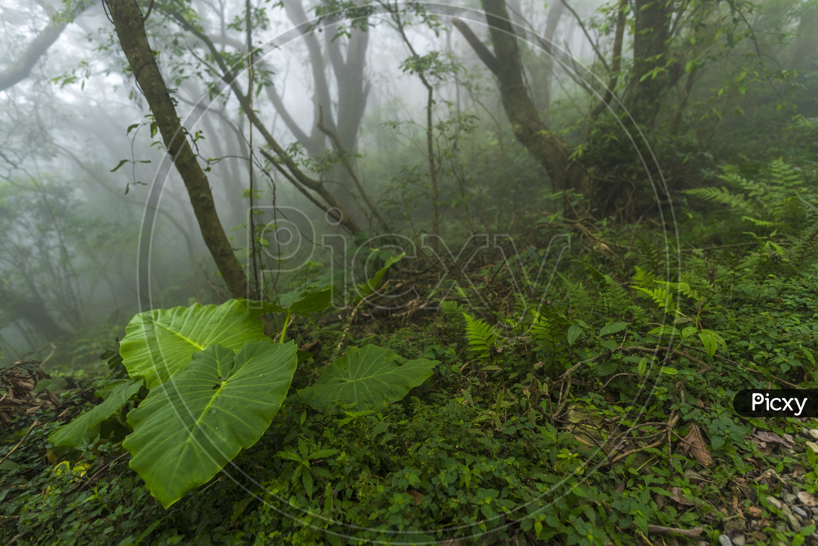 Nature With Greenery In Yangmingshan National Park, Taiwan