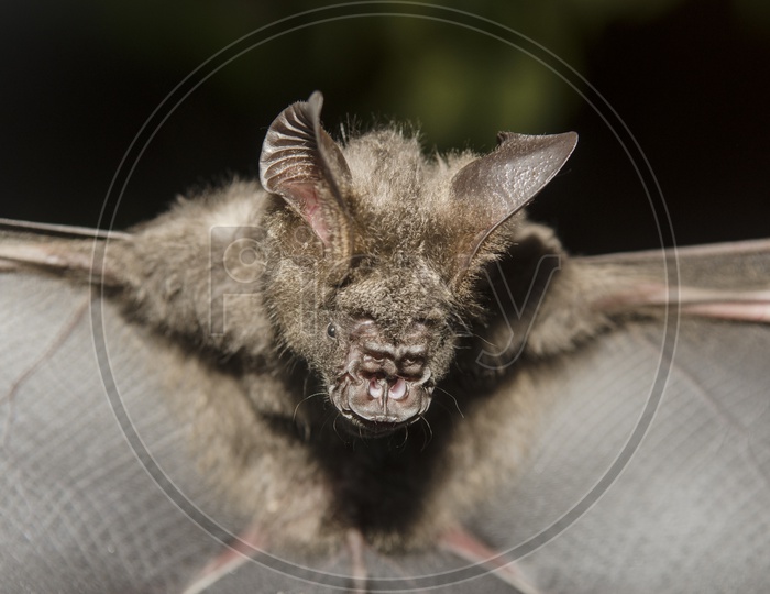 Bat Face Closeup During rescue