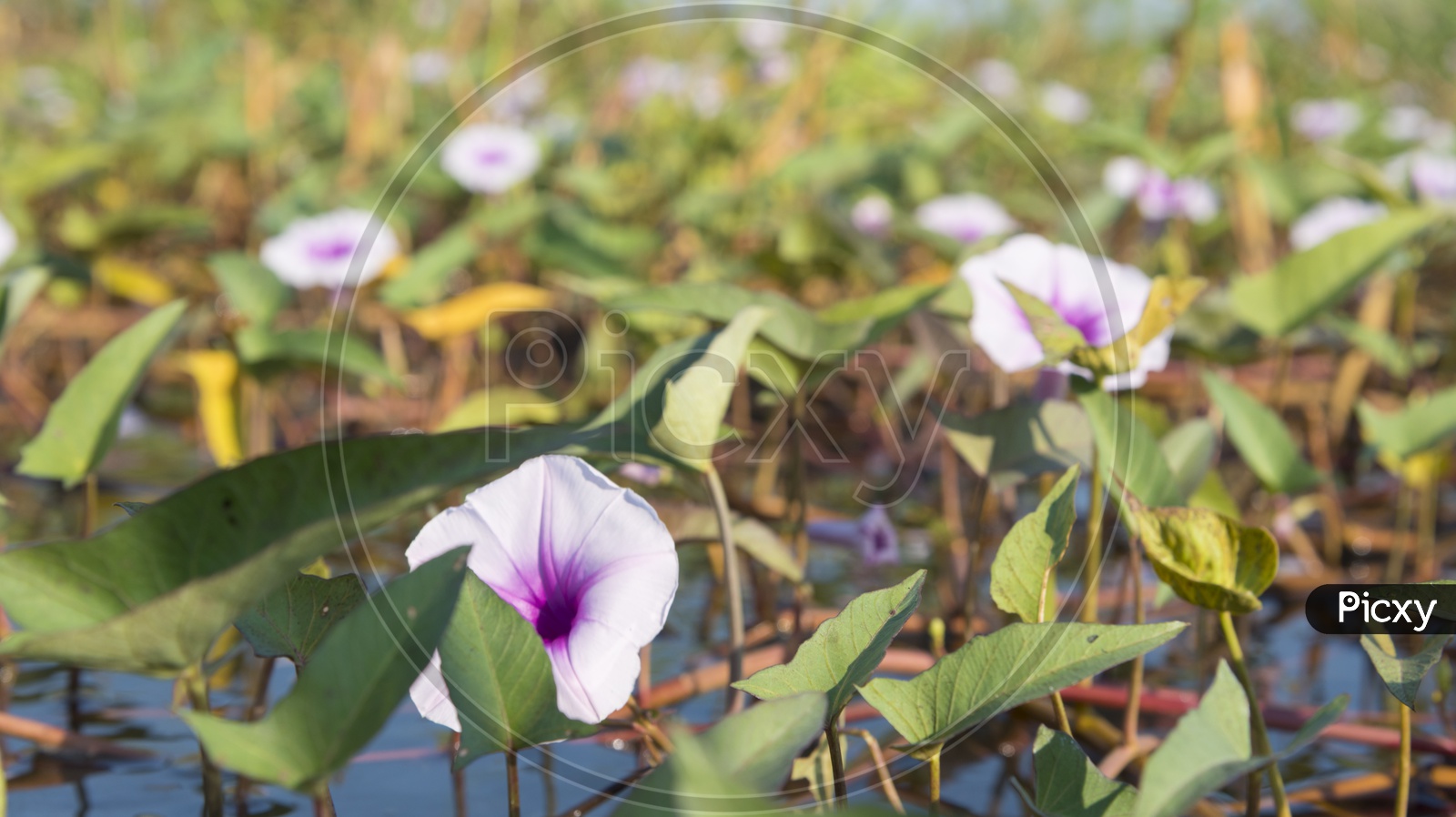 Datura Stramonium  Flower in a Lake