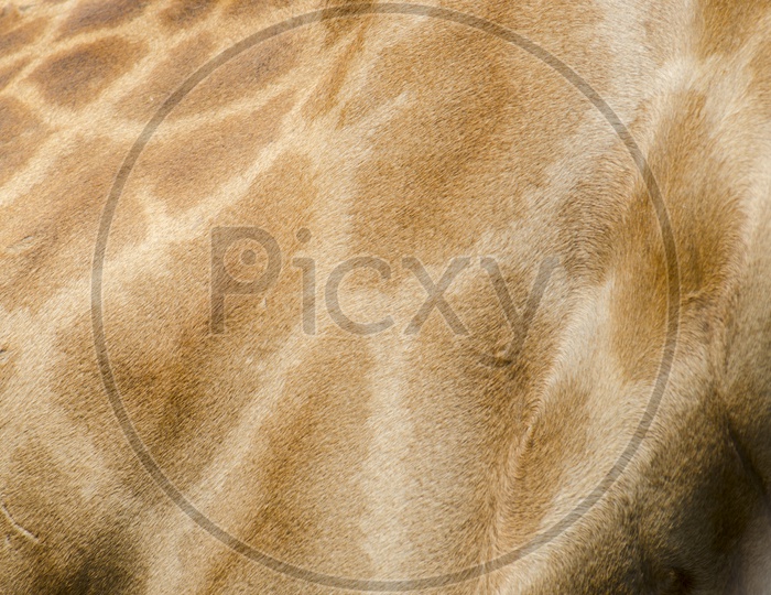 Patterns On giraffe  Skin