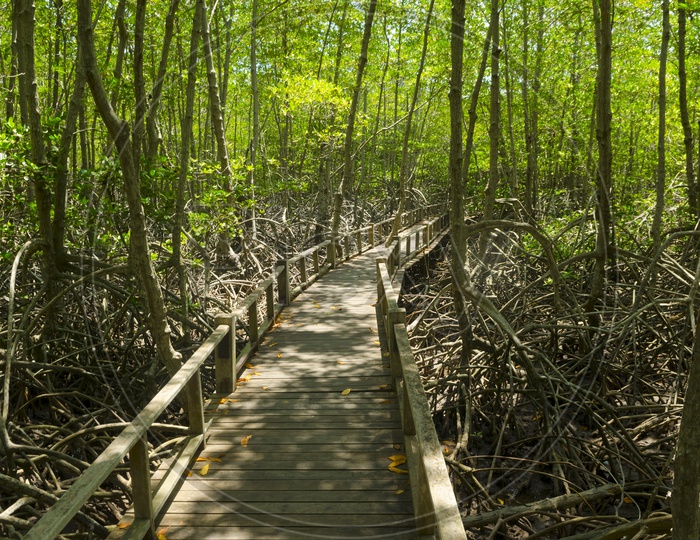 Wooden bridge Walks Through Mangroves