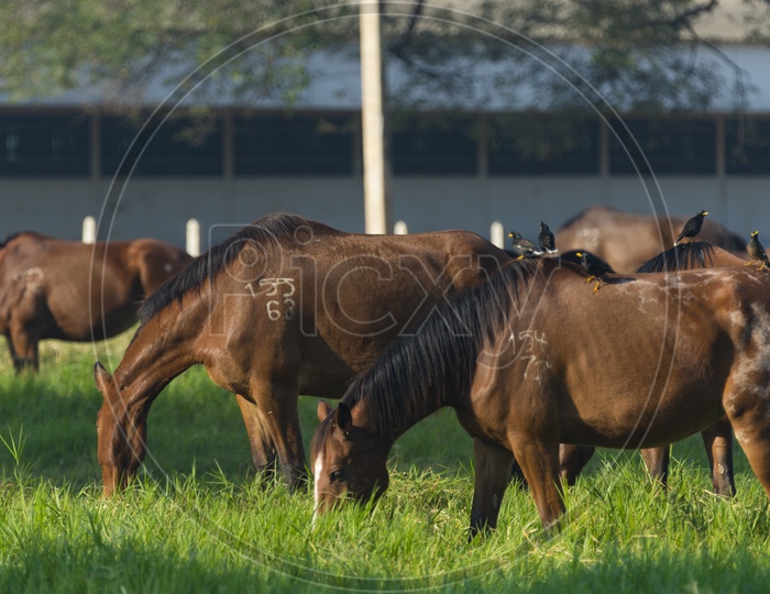 Group of young horses Grazing  on Green  pasture