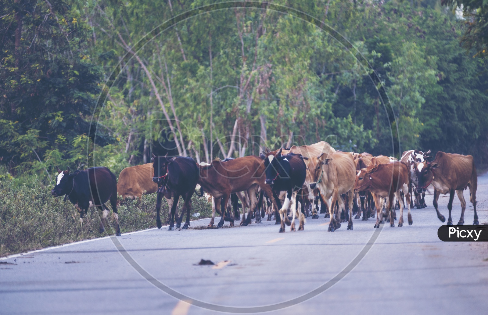 Stray cattle on the road