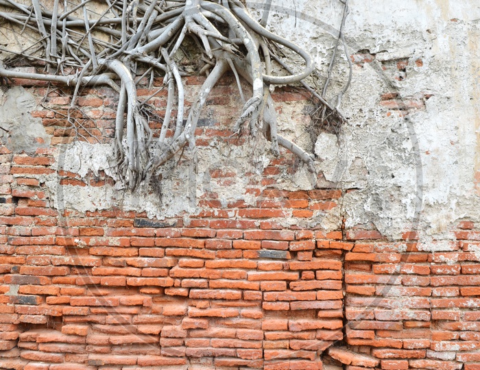 Old Ruins Of a Brick  Wall With tree Roots