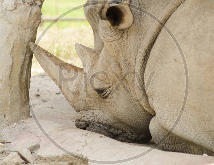 Rhino Or Rhinoceros