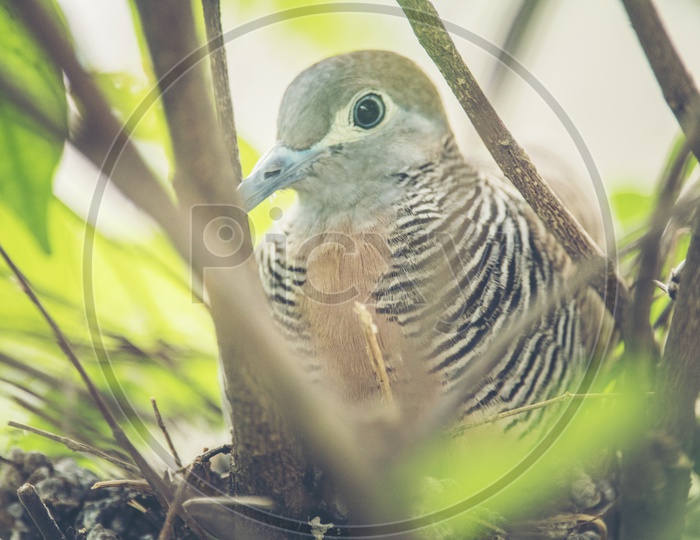 Dove Bird in Nest Closeup