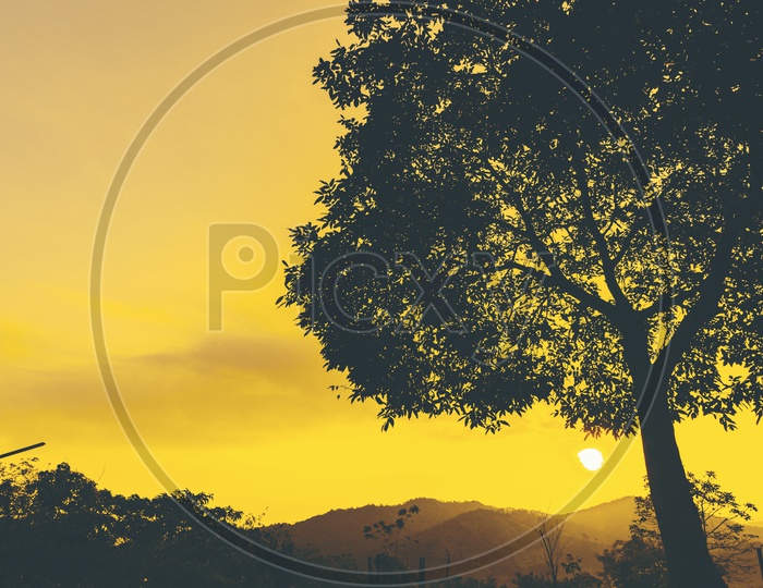 Silhouette Of Tree over Golden  Hour Sky in Background