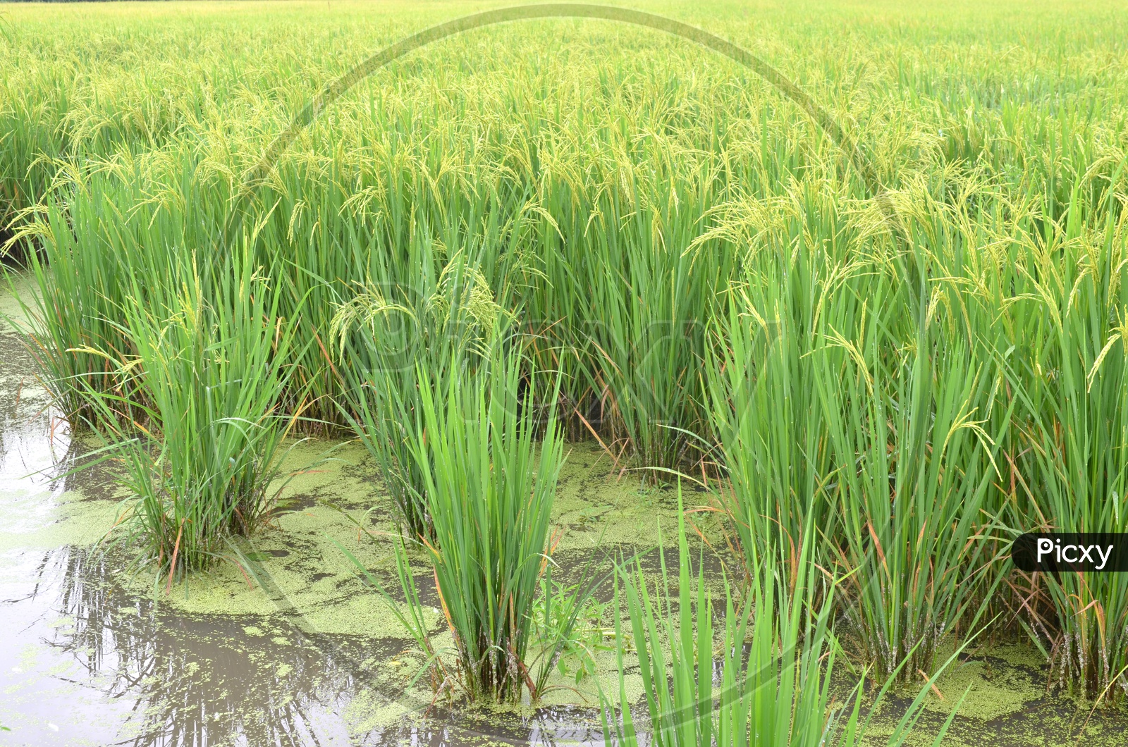 Young Rice Ears In a Paddy Or Rice Agricultural Field