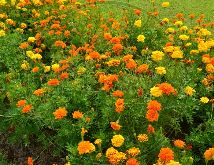 Marigold Flowers Closeup