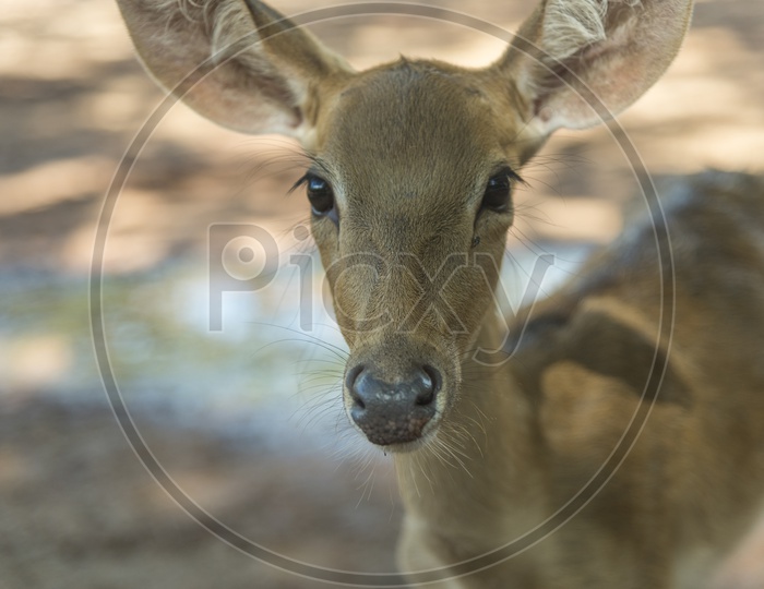Young Barking Deer In Kahao yai National Park