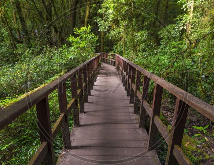 Wooden walking trail in tropical forest