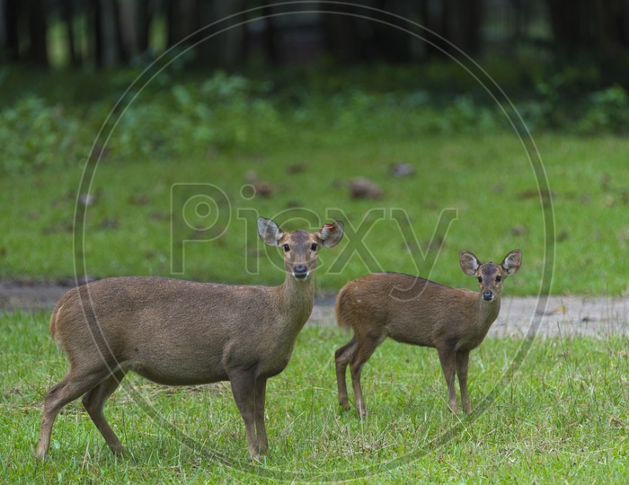 wild deer in Thailand national Park