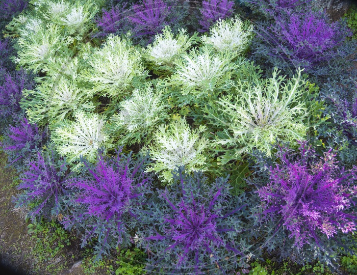 Purple and while colorful cabbage in a garden