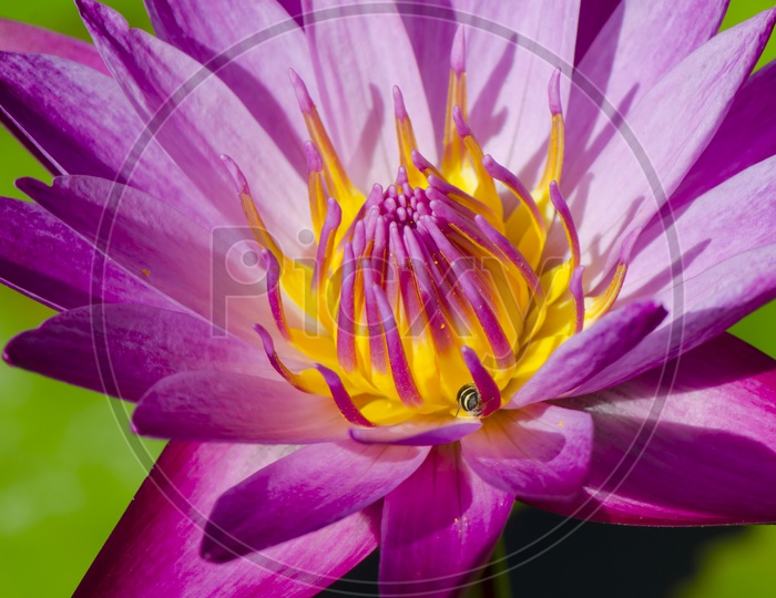 Closeup Of Pink Water Lilly flower With Pollen grains