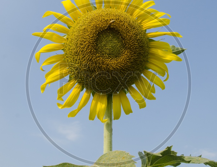 Sunflowers With Blue Sky Background