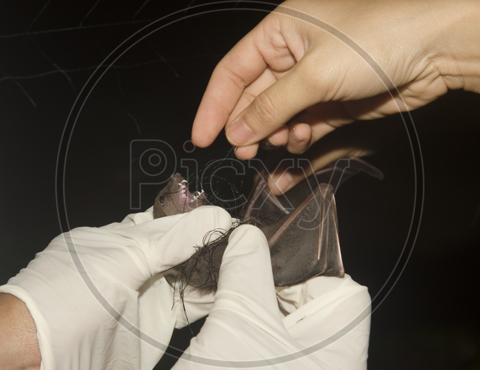 Research On Bat in a laboratory