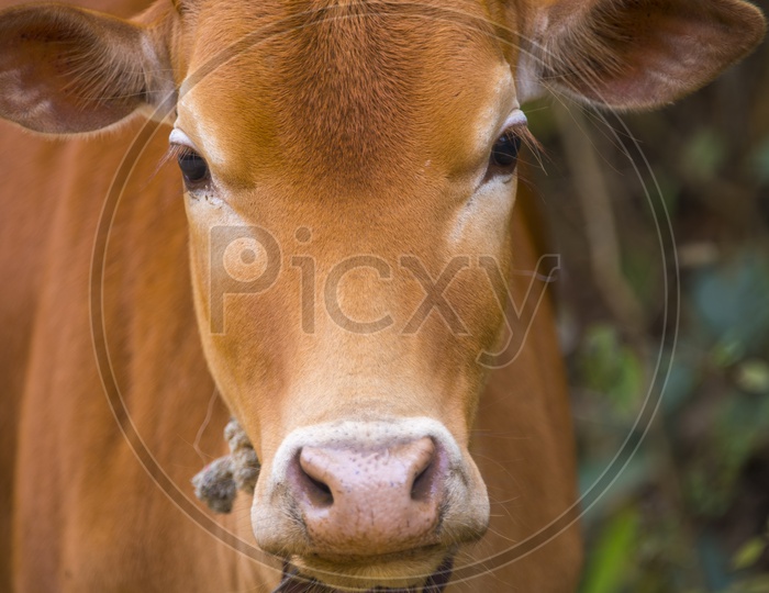 Close up of a cow - Cattle Hindu Brazil in farm field, Thailand