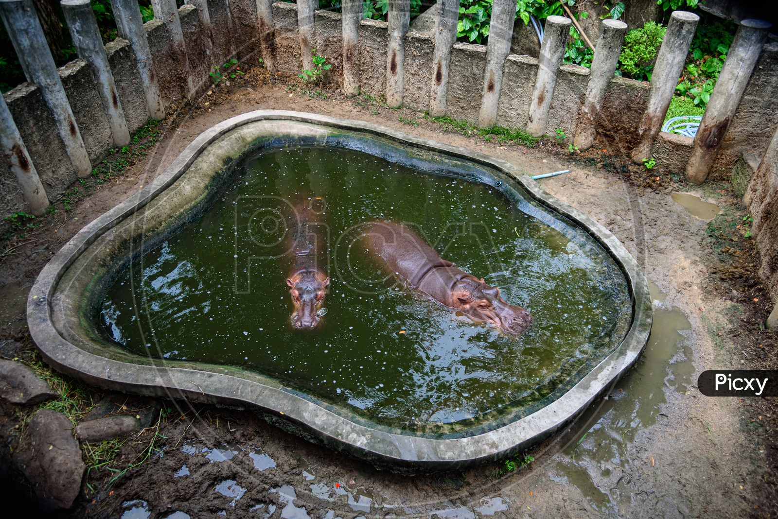 Hippopotamus In Water Pond  at  a Zoo