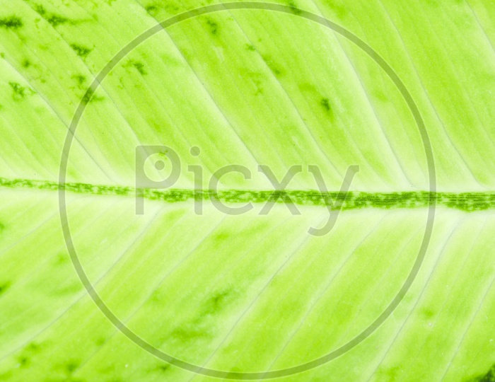 Texture And Patterns Of Green Leaf Closeup  Forming a Background