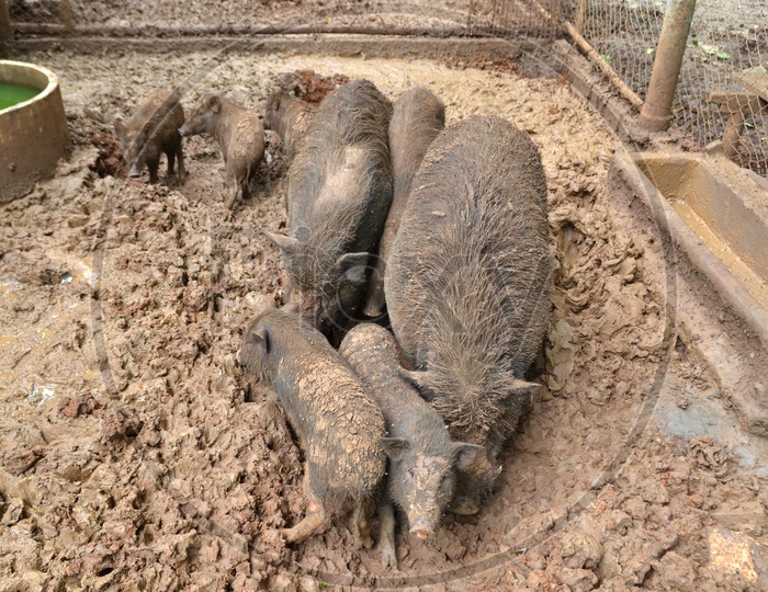 Piglets And Pig In Dirty Mud