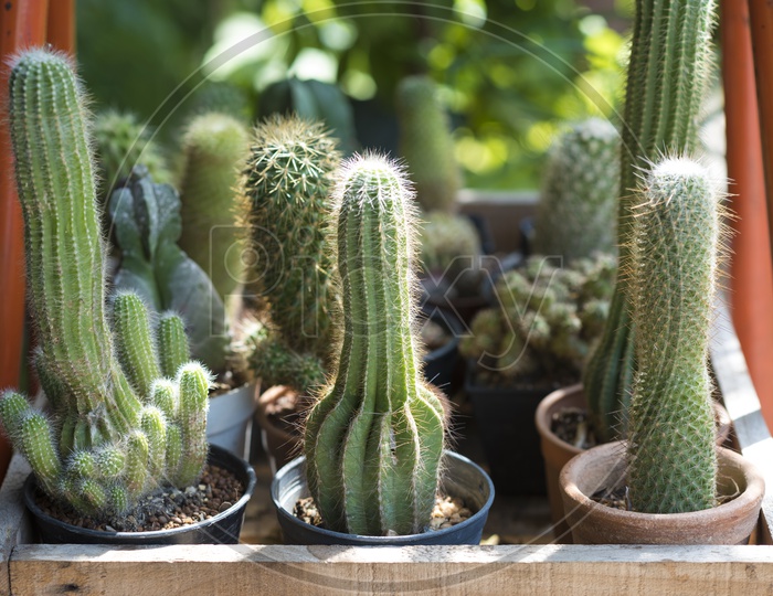 green cactus Plants In Pots