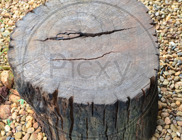 Wooden Log Cut Section With a Crack
