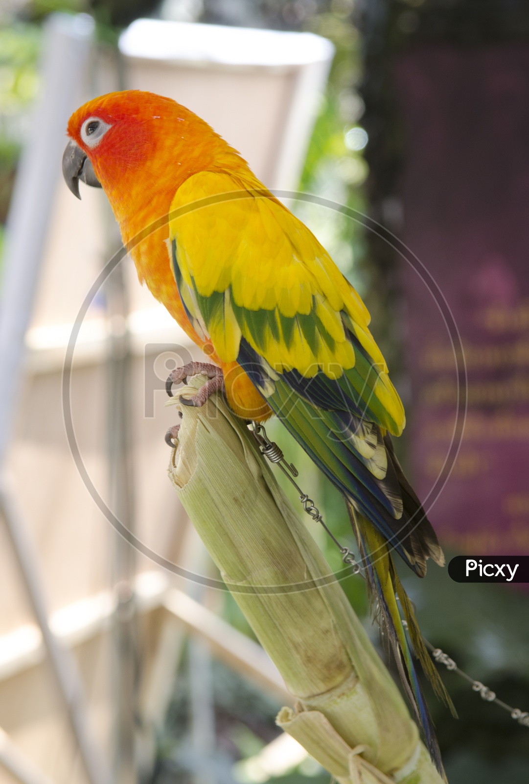 beautiful   parrot bird