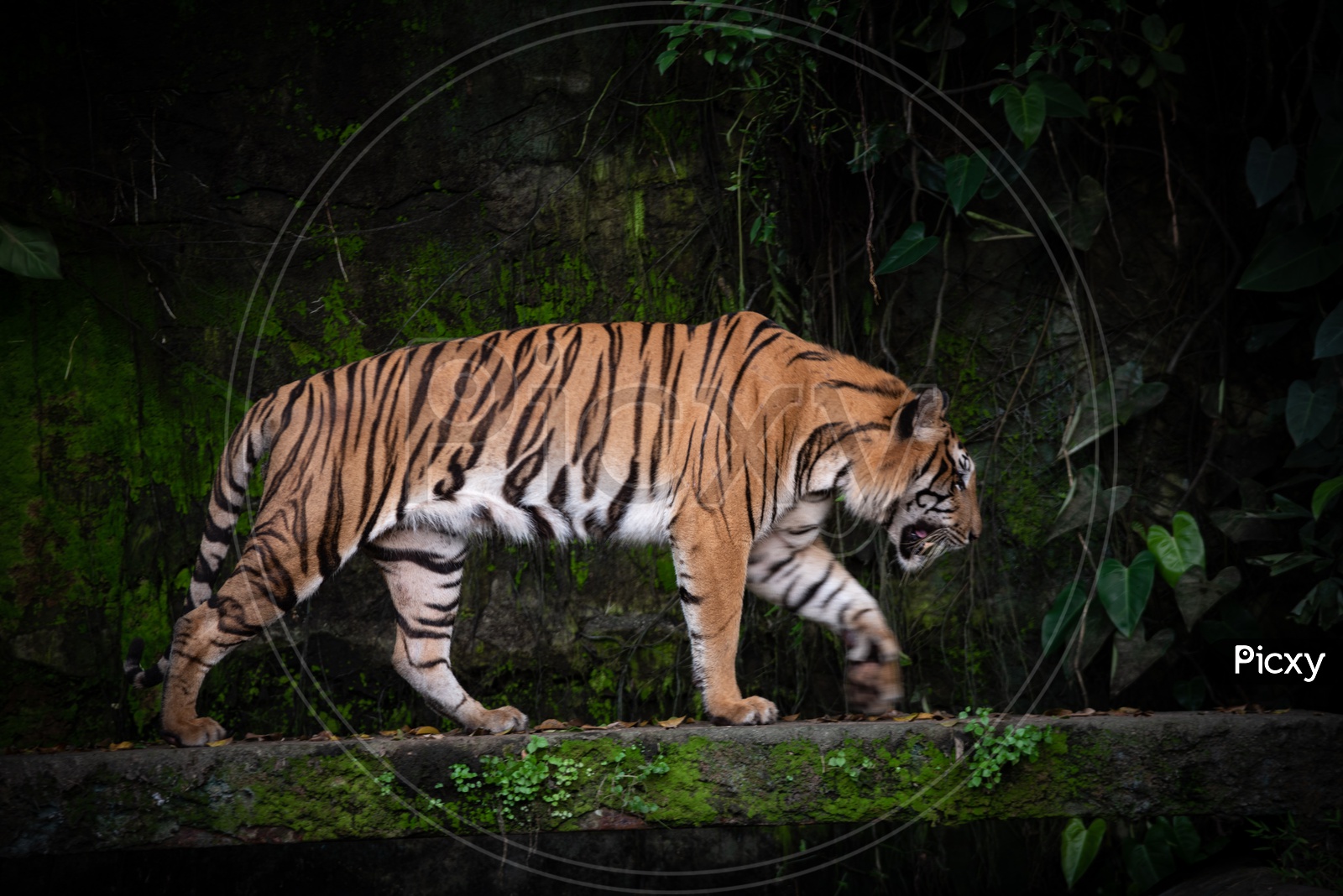 Close up Shot of Bengal Tiger Walking