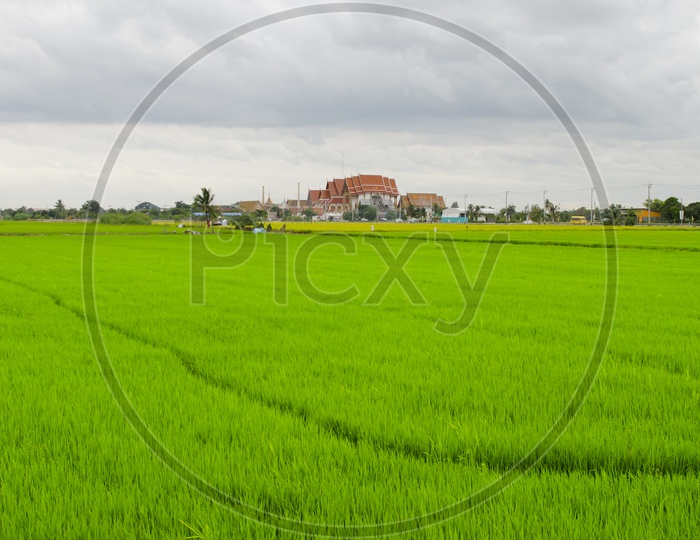 Green Paddy Or Rice Fields